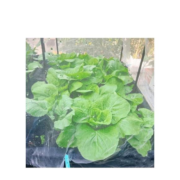 GonLei 10x25FT Garden Mesh Netting Kit Raised Beds (6 Pcs Garden Hoops & 18... - Picture 2 of 8